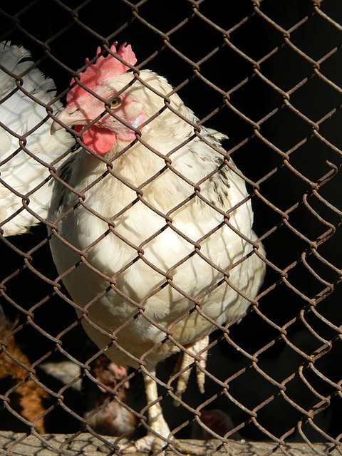 心的比赛将 心的比赛将